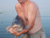 karp lowisko zgoda  zlowiony 02.07.12   16.9 kg