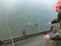 Mimo iż na haku był już nie raz (widoczne ślady),udało się go przechytrzyć po raz kolejny. CATCH AND RELEASE! Pozdrawiam wszystkich karpiarzy:-) Karp 13,300kg - 11 Maj 2013