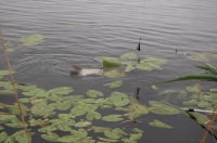 Amur był zbyt mądry (pokazał tylko ogon :))